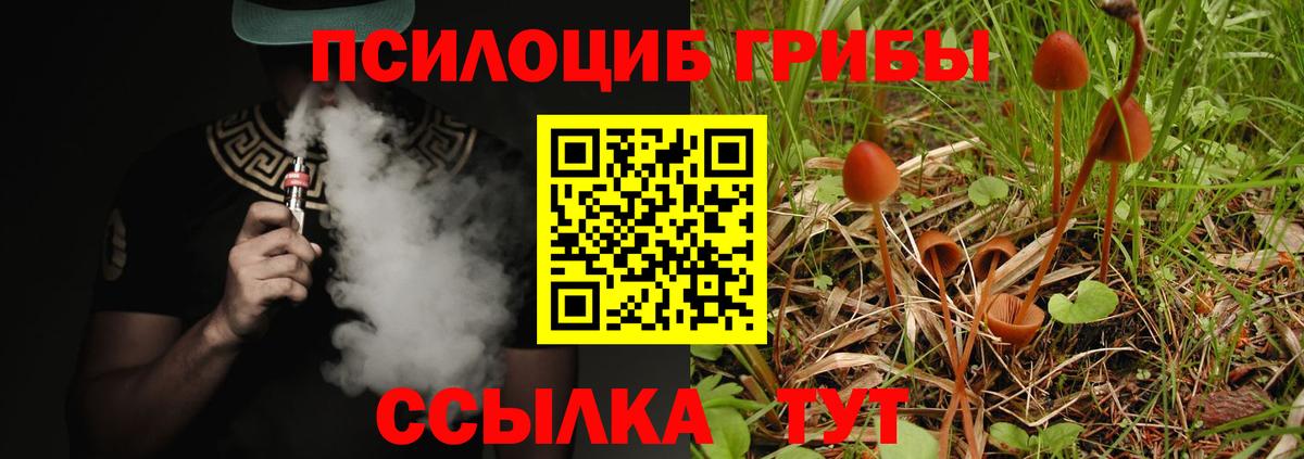 Псилоцибиновые грибы Psilocybe Всеволожск